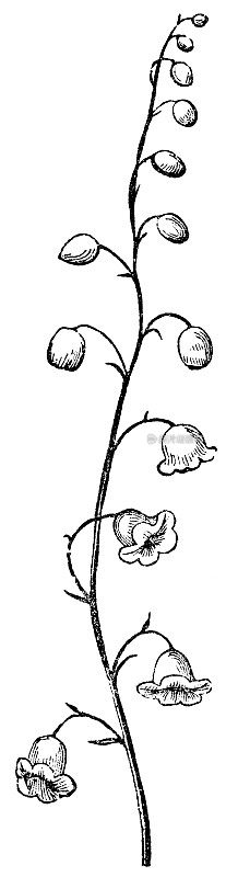 黄莲花(荔枝)总状花序- 19世纪